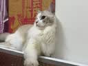 LEGENDSANDY蓝氏全价猫粮生骨肉冻干成猫幼猫猎鸟乳鸽9kg(1.5kg*6)【囤货装】 实拍图