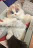 Chongker宠客布偶猫背包仿真玩偶公仔毛绒玩具儿童娃娃送礼女生生日礼物 实拍图