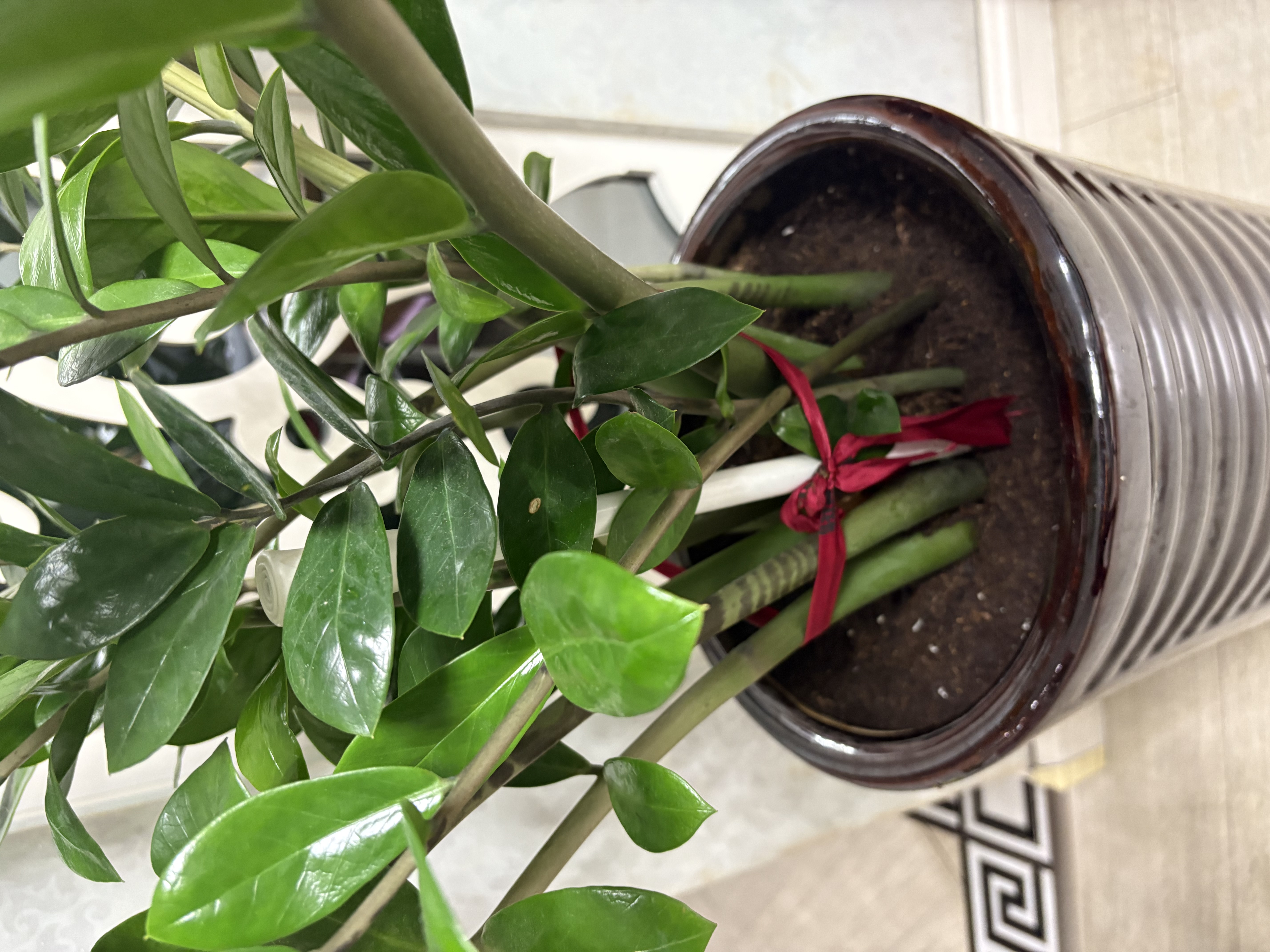 史丹利花土营养土6L 养花通用型多肉兰花专用种菜种花家用泥炭土壤种植 实拍图