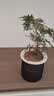 文竹盆栽绿植花卉盆景植物室内客厅水培文松云竹文竹大苗四季常青 小文竹【1颗】原盆原土球发货 高度15-25cm 实拍图