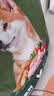 京东京造狗粮中小型犬粮鲜肉无谷全价粮7kg泰迪比熊博美成犬幼犬粮 实拍图