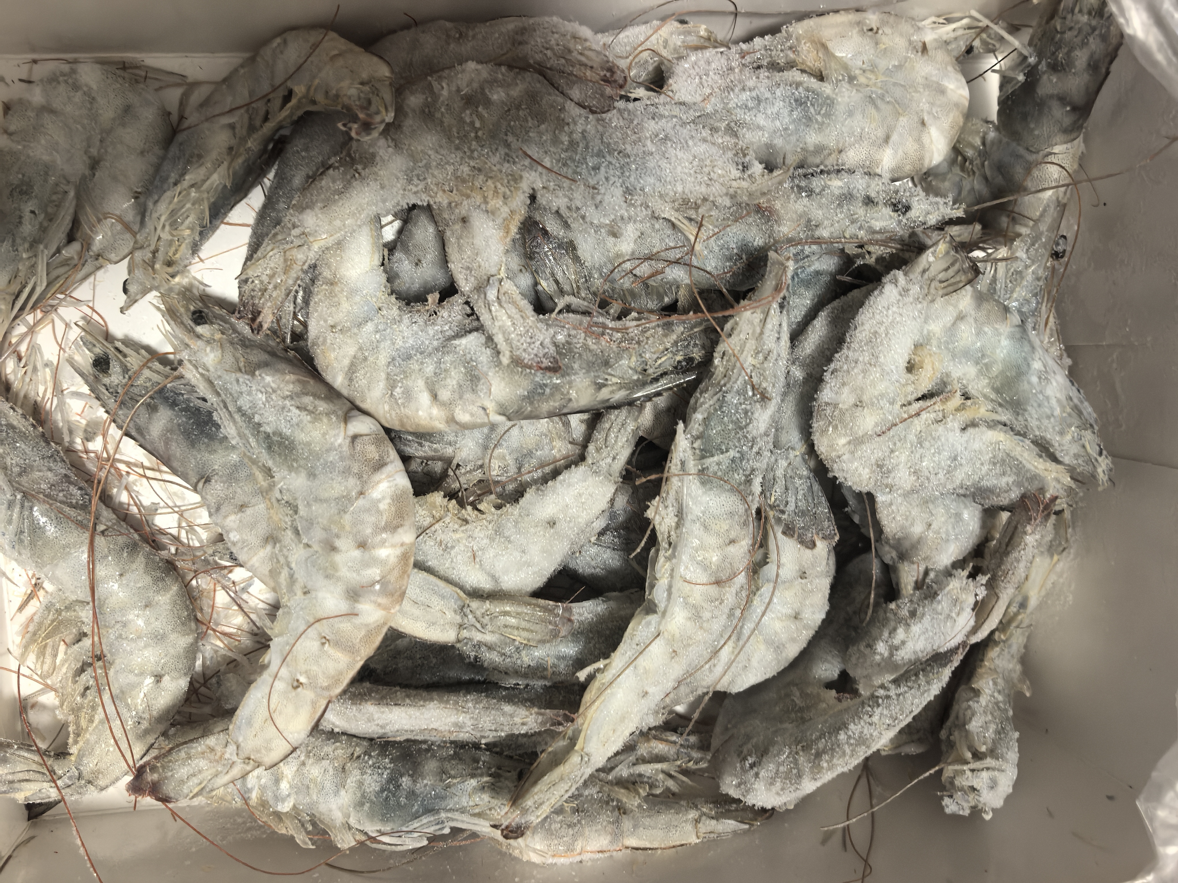 万景国产大虾 盐冻北海白虾(大号) 80-100只净重4斤 中秋聚餐海鲜 实拍图
