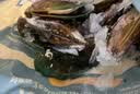海鲜世家新西兰熟冻原汁全壳青口贝净含量1kg21-26只/袋原装进口家庭聚餐 实拍图