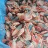 禧美海产黑头北极甜虾10斤 90-120+规格 源头直发海藻头 水产 聚餐 实拍图