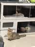 蔻丝猫笼子带厕所一体大猫透明猫别墅猫窝大号家用猫柜承重升级带猫草 实拍图