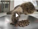 霍曼（Homerun）AI智能宠物自动喂食器视频猫喂食定时定量摄像头可视VF20 可插卡 实拍图