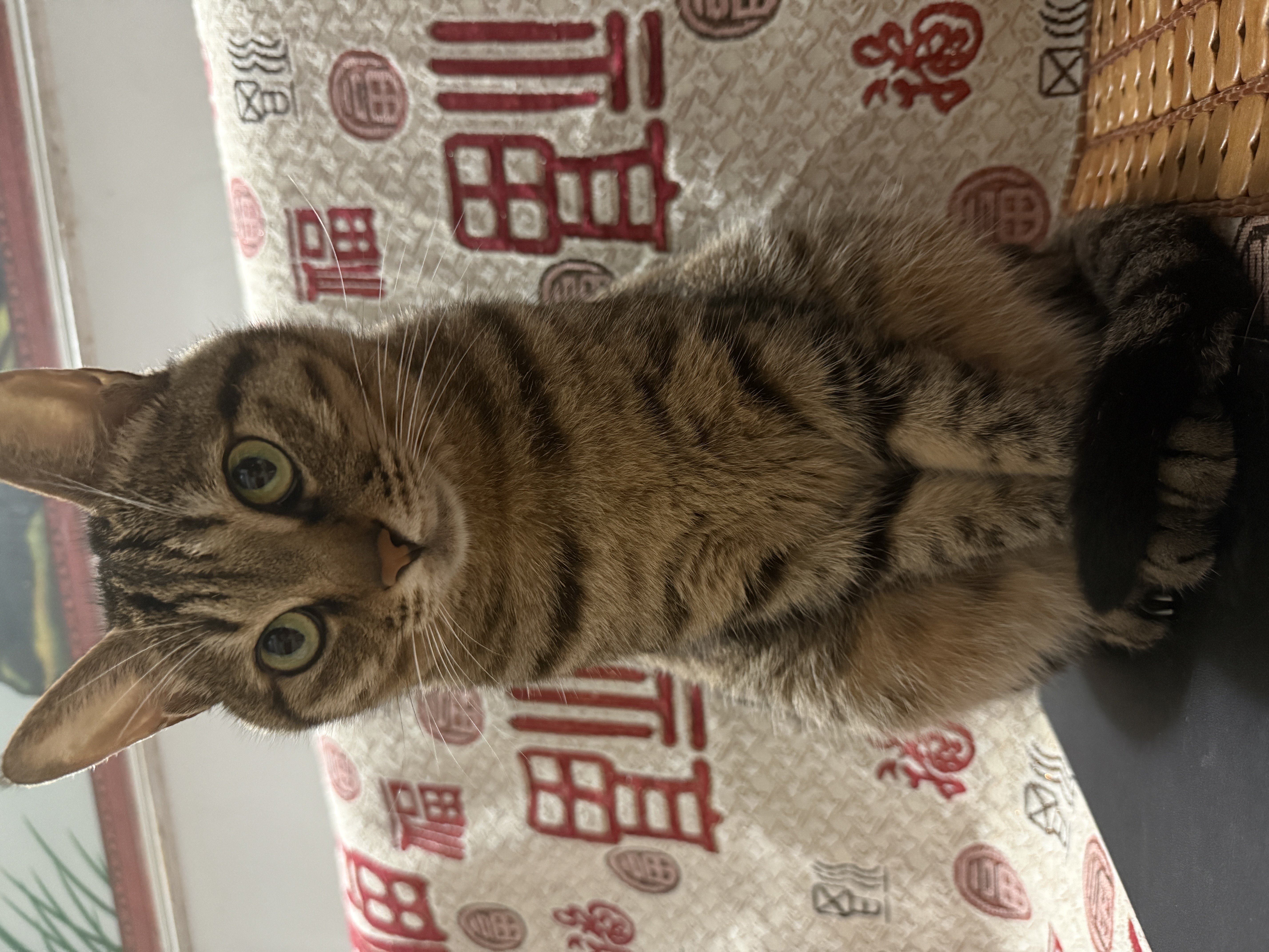 皇家猫粮 暹罗成猫粮 SM38 通用粮 12月以上 2KG 实拍图