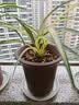 星宸花草博士兰花专用土植料营养土君子兰蝴蝶兰种植颗粒松树皮兰草兰科6L 实拍图