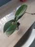 年宵花春节蝴蝶兰盆栽绿植花卉年货装饰过年四季开花大苗好养易活 紫美人---【包开花】送营养液2包 带2支花剑 实拍图