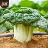 北蔬黄心乌塌菜种子苗奶油黄心菜蔬菜籽 皇欣1号黄心菜种子20g约1万粒 实拍图