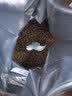 皇家猫粮 英短成猫粮 BS34 通用粮 12月以上 10KG 实拍图
