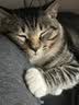 亿迪 冻干猫粮幼猫成猫全阶段布偶蓝猫布偶小包装5斤装 实拍图