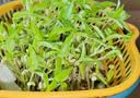 苏泊尔（SUPOR）捣蒜器手动家用蒜泥搅蒜器切压蒜末蒜蓉搅碎机捣蒜头打蒜器 实拍图