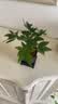 水培植物铁树小盆栽办公室内微景观桌面创意好养易活绿植花卉盆景 发财树盆栽 舍得盆加底托 高度15-25cm 实拍图