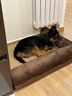 喵小元狗垫子狗窝狗狗睡垫床金毛中大型犬冬天宠物沙发耐咬冬季防潮保暖 【经典8折】大狗保暖两面靠  XL-(建议40斤内) 实拍图