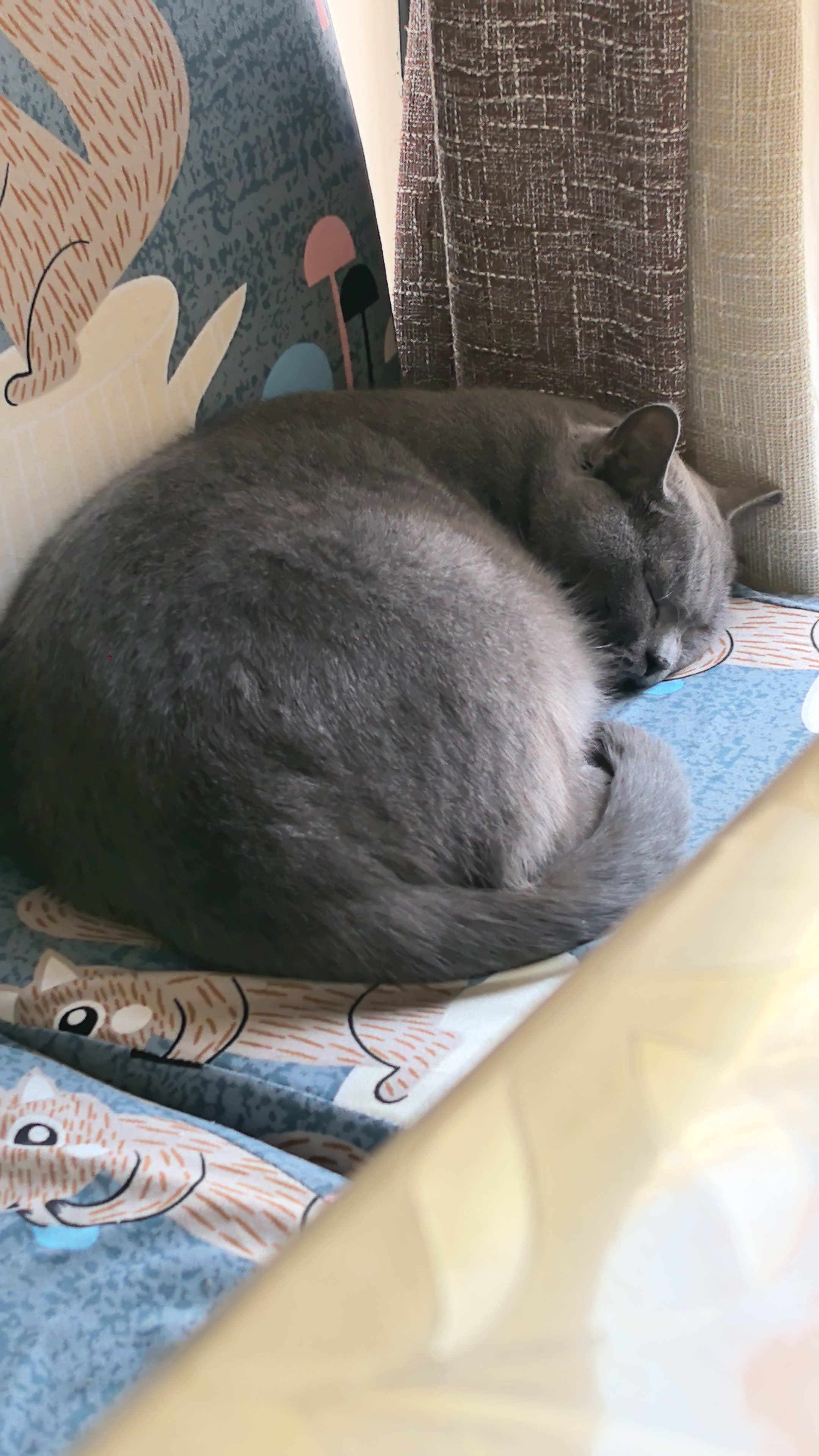 麦富迪猫粮 超肉粒冻干双拼成猫粮美毛护肠胃 三文鱼2kg 实拍图