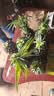【东东农场专供】徐闻香水菠萝生鲜时令应季热带水果酸甜多汁菠萝 4-6个装净重8.9-9.3斤 徐闻菠萝单果650克起 实拍图