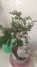 文竹盆栽绿植花卉盆景植物室内客厅水培文松云竹文竹大苗四季常青 小文竹【1颗】原盆原土球发货 高度15-25cm 实拍图