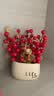 赟娅招财猫钥匙收纳玄关装饰品摆件门口入户鞋柜家居客厅乔迁新居礼品 招财猫收纳摆件-五件套B 实拍图
