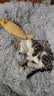 欢宠网猫玩具猫咪逗猫棒猫薄荷磨牙棒自嗨解闷神器磨牙猫猫小猫幼猫宠物 实拍图