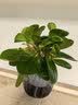 花行榜绿萝桌面发财树盆栽幼儿园小绿植物花卉办公室内水培好养源头直发 实拍图