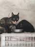 亿迪 冻干猫粮幼猫成猫10斤全价布偶蓝猫英短成年全阶段 实拍图