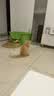 甜浪海金属猫砂铲非不锈钢猫屎铲细孔小孔猫咪铲屎神器猫砂盆铲宠物用品 实拍图