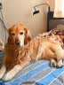 皇家狗粮 成犬狗粮 犬粮 宠物大型犬 GR26全价犬粮≥15月15KG 实拍图