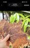 百草味安格斯牛排脆原味90g 牛肉脆片牛脆脆儿童薄脆牛肉干零食 实拍图