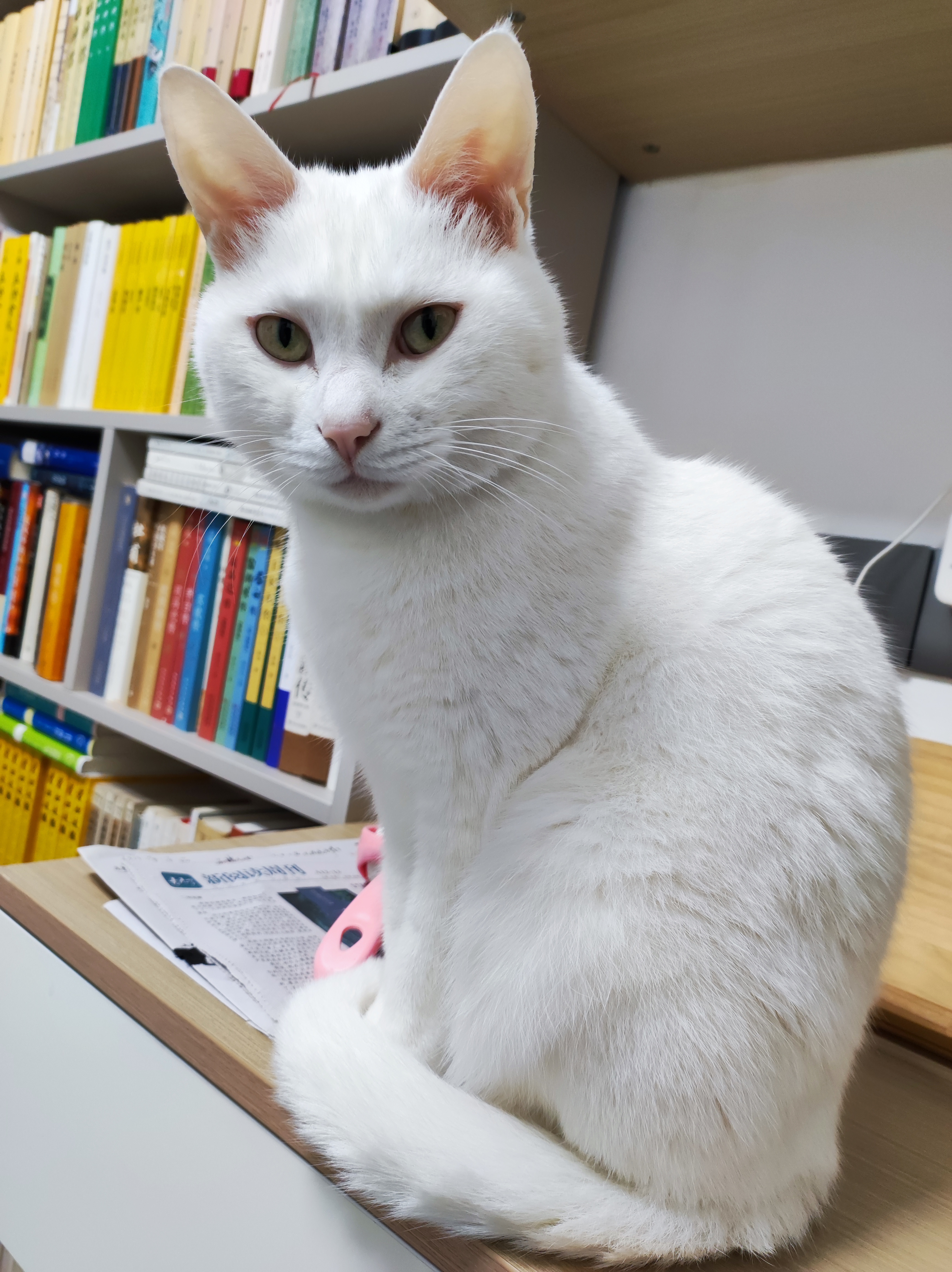 鲜朗低温烘焙猫粮冻干生骨肉天然无谷幼猫成猫全阶段鲜郎换粮试吃试用 烘焙老年猫粮试吃装 实惠装(50g*5包) 实拍图