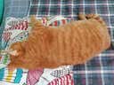 好主人金装好主人猫粮2.0 成猫幼猫蓝猫英短通用全价无谷冻干 【量贩优惠】金装成猫粮9斤 实拍图