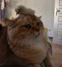 多特思猫零食猫条200支混合口味0肉粉0诱食剂猫咪鱼油罐头湿粮 实拍图