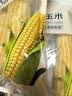 七鲜 糖心糯玉米440g 实拍图
