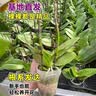 劉閣蘭花兰花盆栽室内客厅花卉绿植蝴蝶兰随机盲盒带花剑配瓷白盆源头直发 实拍图