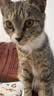 佩玛思特PetMaster深海鱼系列猫粮成猫去毛球猫粮2kg 实拍图