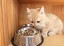 皇家猫粮 幼猫猫粮 幼猫奶糕 K36 通用粮 4-12月 2KG【宠物金选】 实拍图