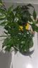 八芽小叶栀子花盆栽开花植物室内桌面茶几好养花卉绿植办公室净化空气 小叶栀子花-陶瓷竖纹盆-密胺托 带盆栽好 实拍图