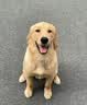 麦富迪狗粮 无谷牛肉双拼狗粮成犬 小型犬中大型犬通用10kg/20斤 实拍图