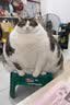 网易严选全价冻干双拼紫金烘焙猫粮 成幼猫高鲜肉护肠胃1.5kg*2 实拍图