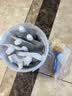 雨虹防水免砸砖防水涂料 透明防水胶 卫生间防水涂料补漏堵漏胶900g 实拍图