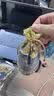 车小卫新车除甲醛除异味活性炭包汽车竹炭包车内除味除臭车载碳包6包 实拍图