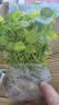 铜钱草水培植物室内办公室桌面盆栽花卉四季常青绿植净化空气懒人 铜钱草带叶子特惠款51-70根+营养液【1份】 不含盆 实拍图