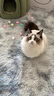 宠六一 猫咪玩具球 逗猫球 静音弹性涤纶毛绒球 解闷自嗨 毛球 猫猫 绒毛球 直径3cm 马卡龙混色50个 实拍图