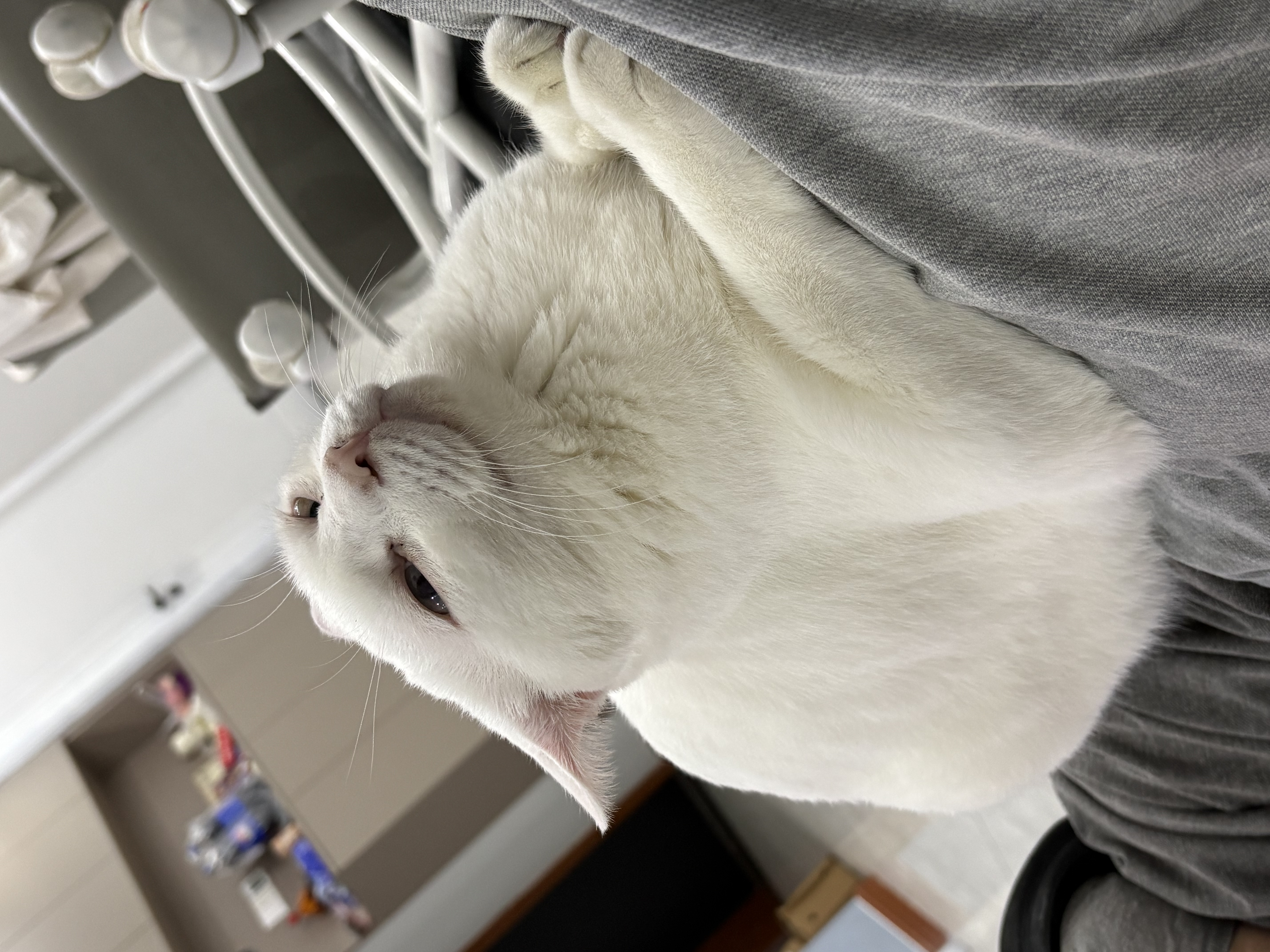 阿飞和巴弟猫粮E76益生菌全价冻干双拼全阶段猫粮2kg*5袋装 实拍图