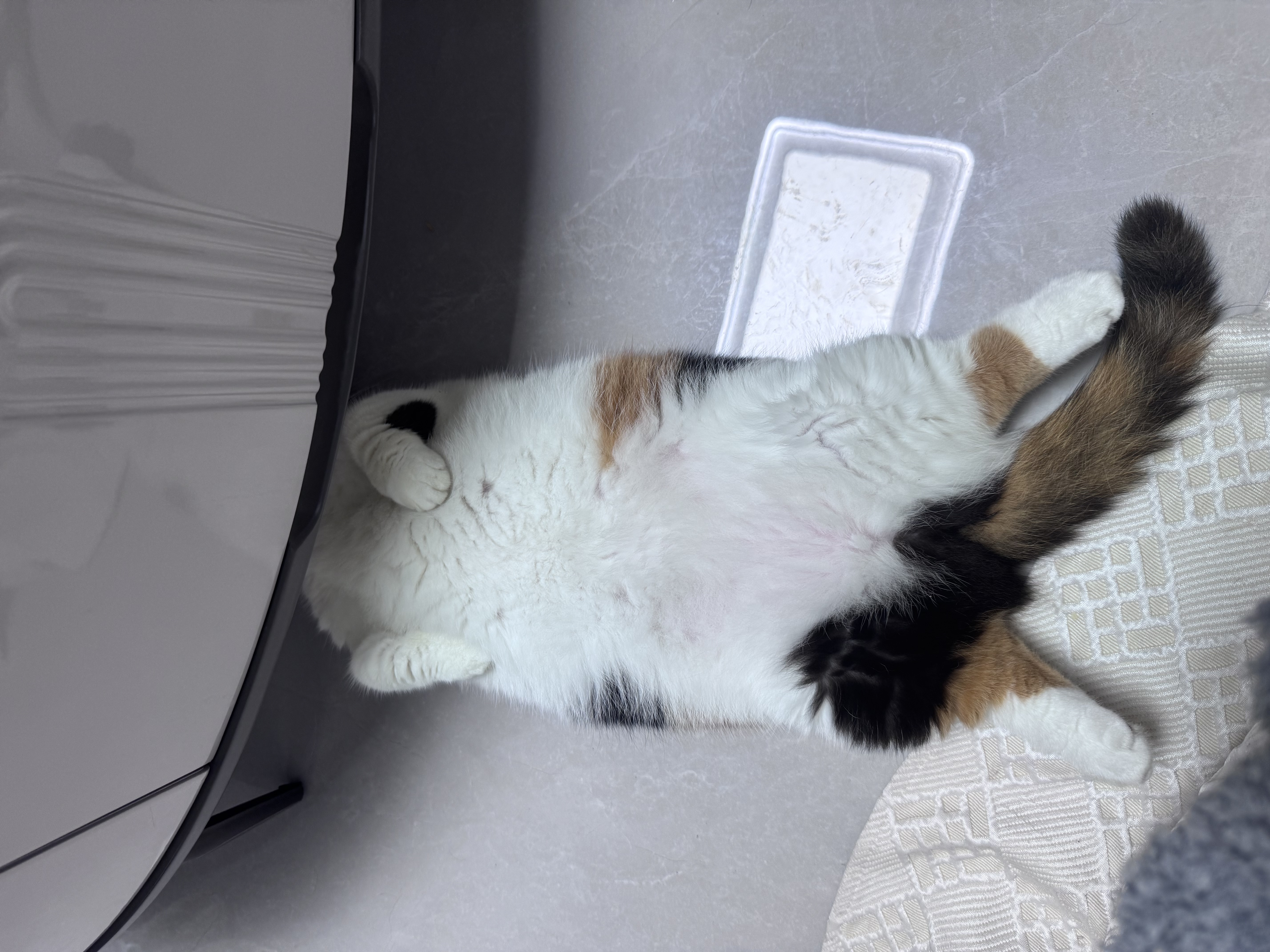 冠能猫粮室内成猫猫粮10kg 全价猫粮 添加膳食纤维 控制毛球 实拍图