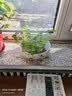铜钱草水培植物室内办公室桌面盆栽花卉四季常青绿植净化空气懒人 铜钱草带叶子特惠款51-70根+营养液【1份】 不含盆 实拍图