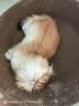 疯狂的主人猫抓板窝碗形大号猫抓盆不掉屑猫窝宠物猫玩具瓦楞纸猫爪板 实拍图