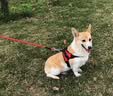 磊嘉狗绳狗链 柯基牵引绳防爆冲胸背带牵引绳中大型小型犬遛狗绳柴犬 亮橙胸背带1个配狗绳1根 M（建议18-38斤） 实拍图