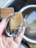江船长冷冻大鲍鱼 净重400g 10粒袋装 火锅食材  贝类生鲜 实拍图