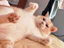 网易严选猫用薄荷饼干宠物幼猫成猫猫咪零食饼干薄荷味 95克 实拍图